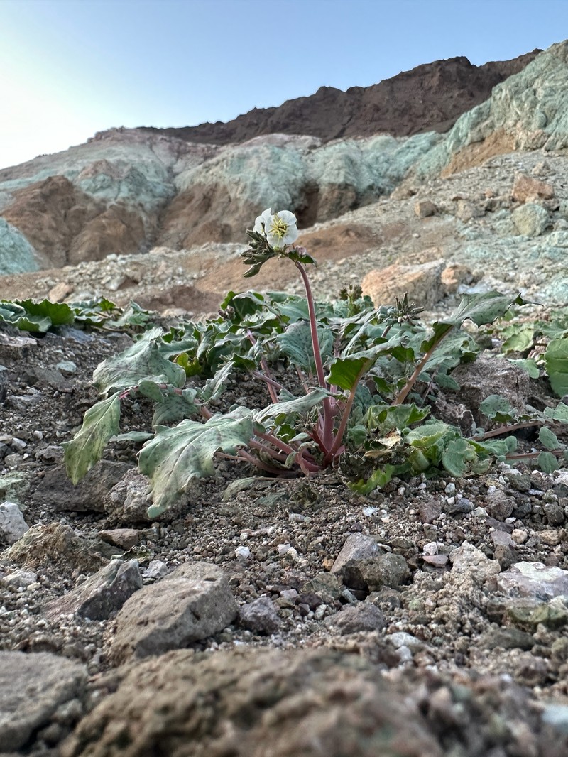 Chylismia claviformis subsp. funerea
