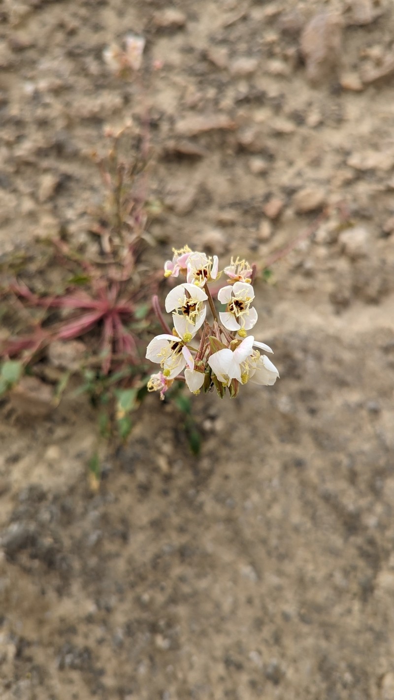 Chylismia claviformis subsp. funerea photo 2