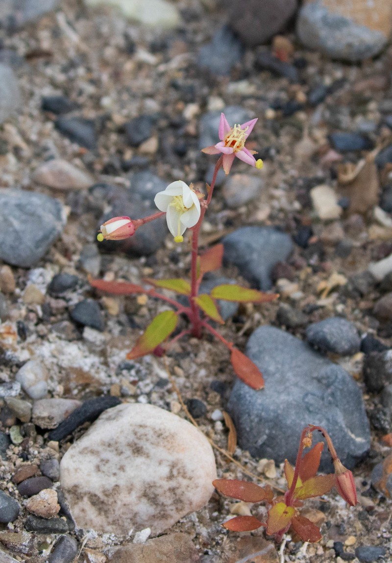 Chylismia claviformis subsp. funerea photo 3