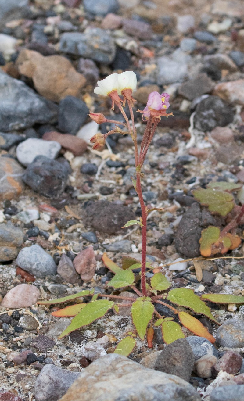 Chylismia claviformis subsp. funerea photo 4