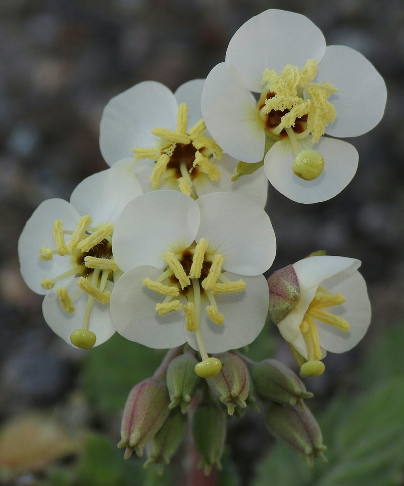 Chylismia claviformis subsp. funerea photo 5
