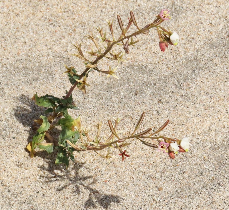 Chylismia claviformis subsp. integrior