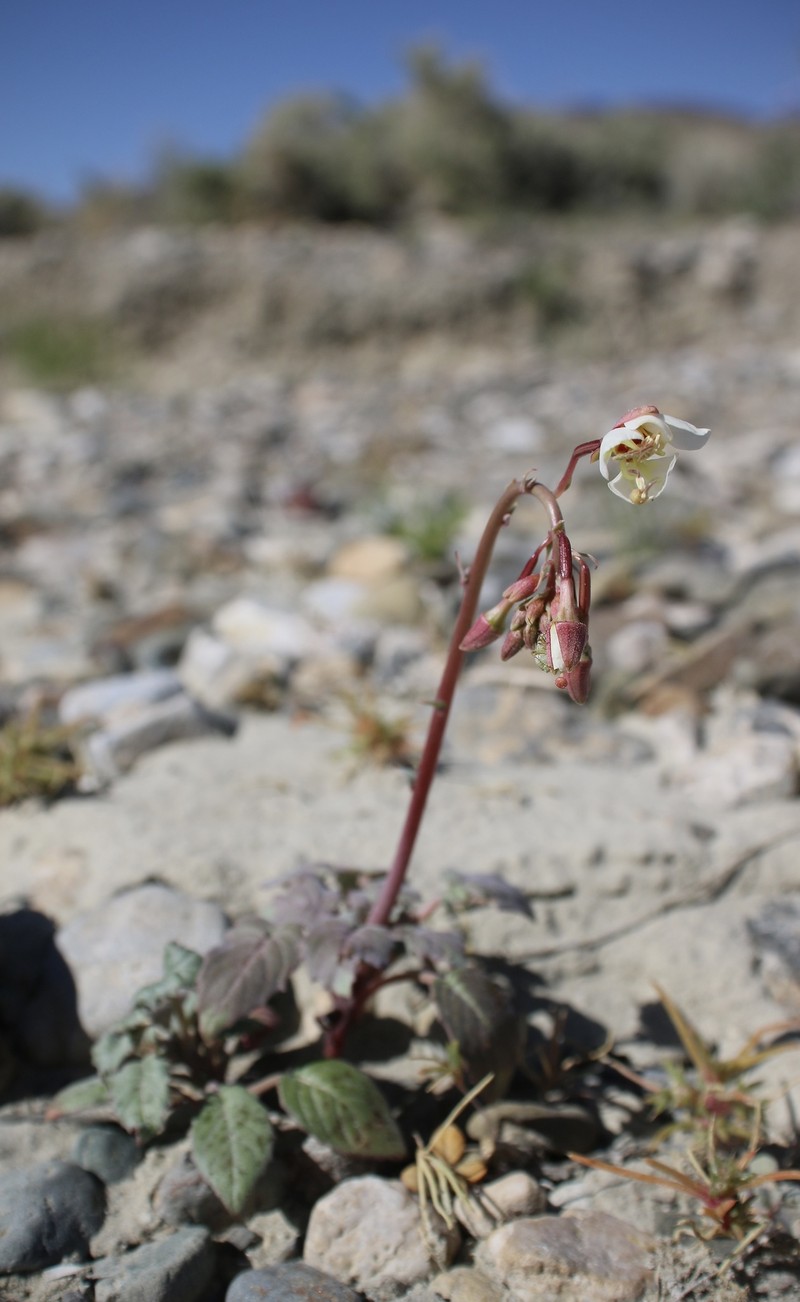 Chylismia claviformis subsp. integrior photo 2