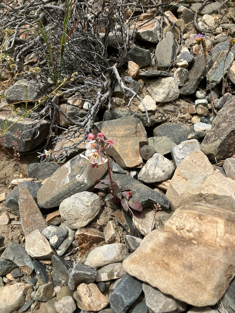 Chylismia claviformis subsp. integrior photo 3
