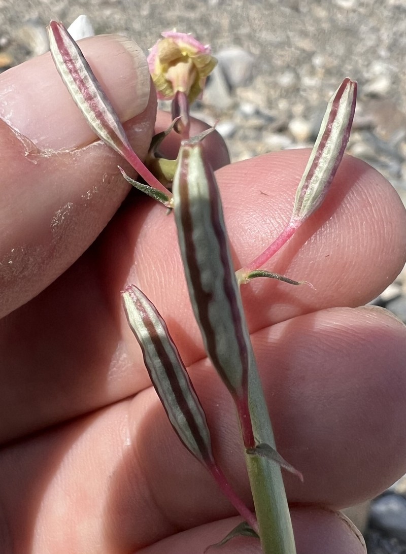 Chylismia claviformis subsp. integrior photo 4
