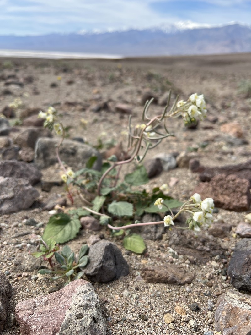 Chylismia claviformis subsp. integrior photo 5