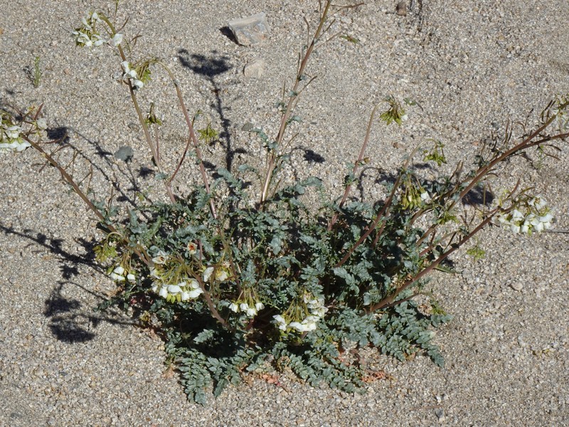 Chylismia claviformis subsp. integrior photo 6