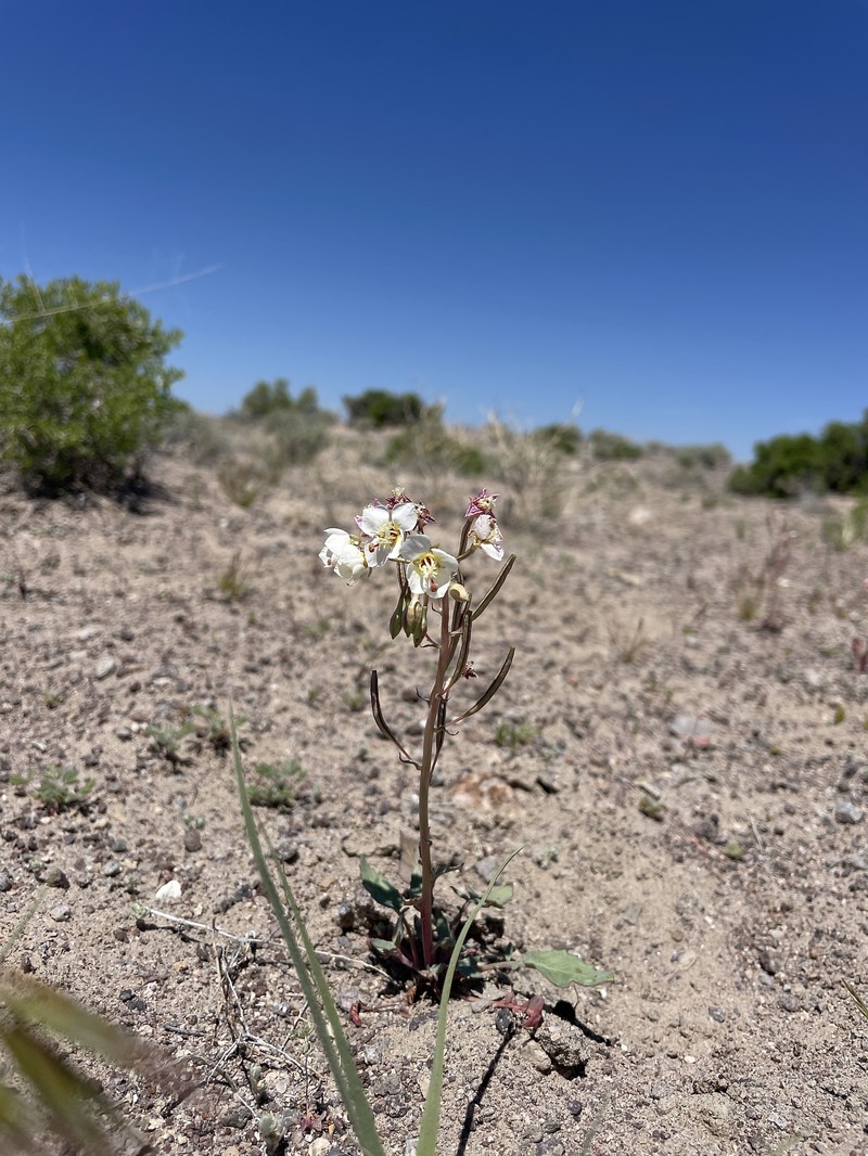 Chylismia claviformis subsp. integrior photo 7