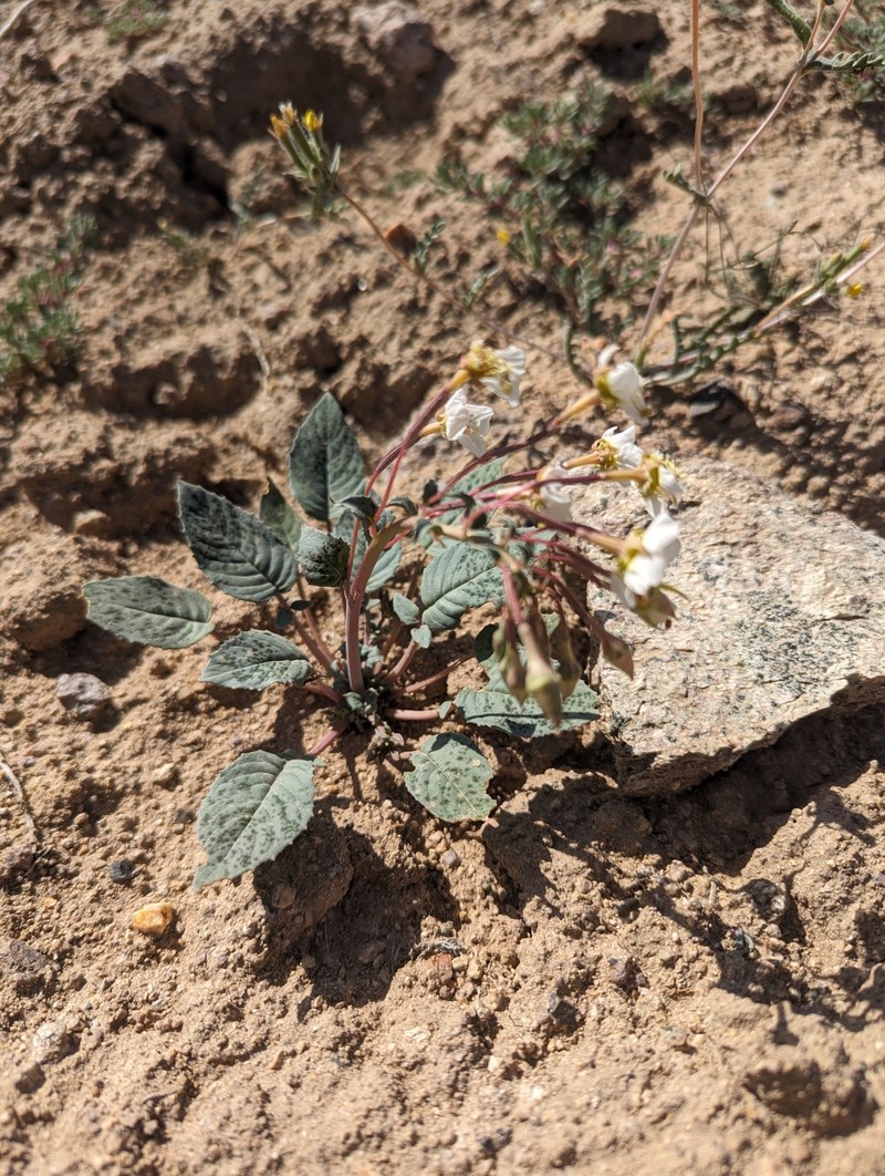 Chylismia claviformis subsp. integrior photo 8