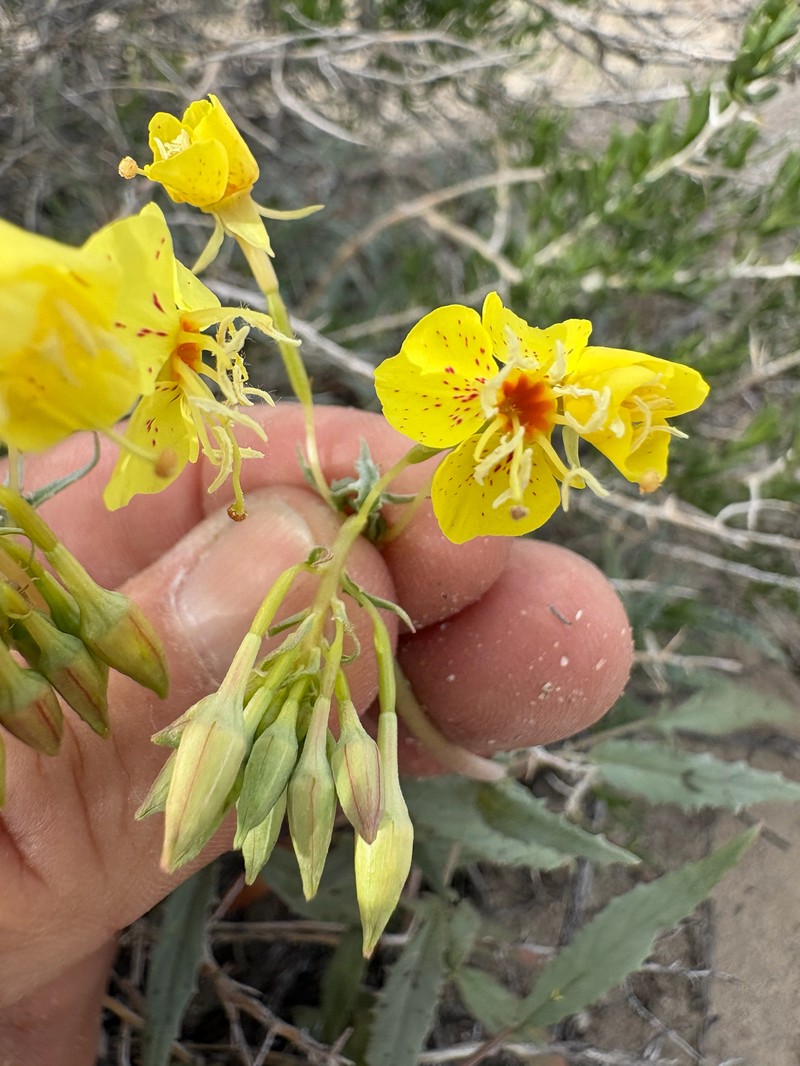 Chylismia claviformis subsp. lancifolia