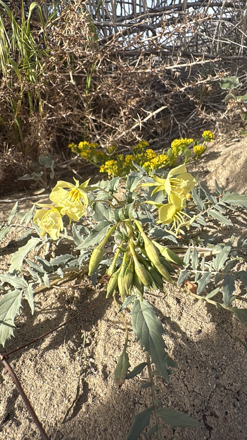 Chylismia claviformis subsp. lancifolia photo 2