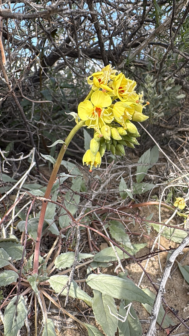 Chylismia claviformis subsp. lancifolia photo 3