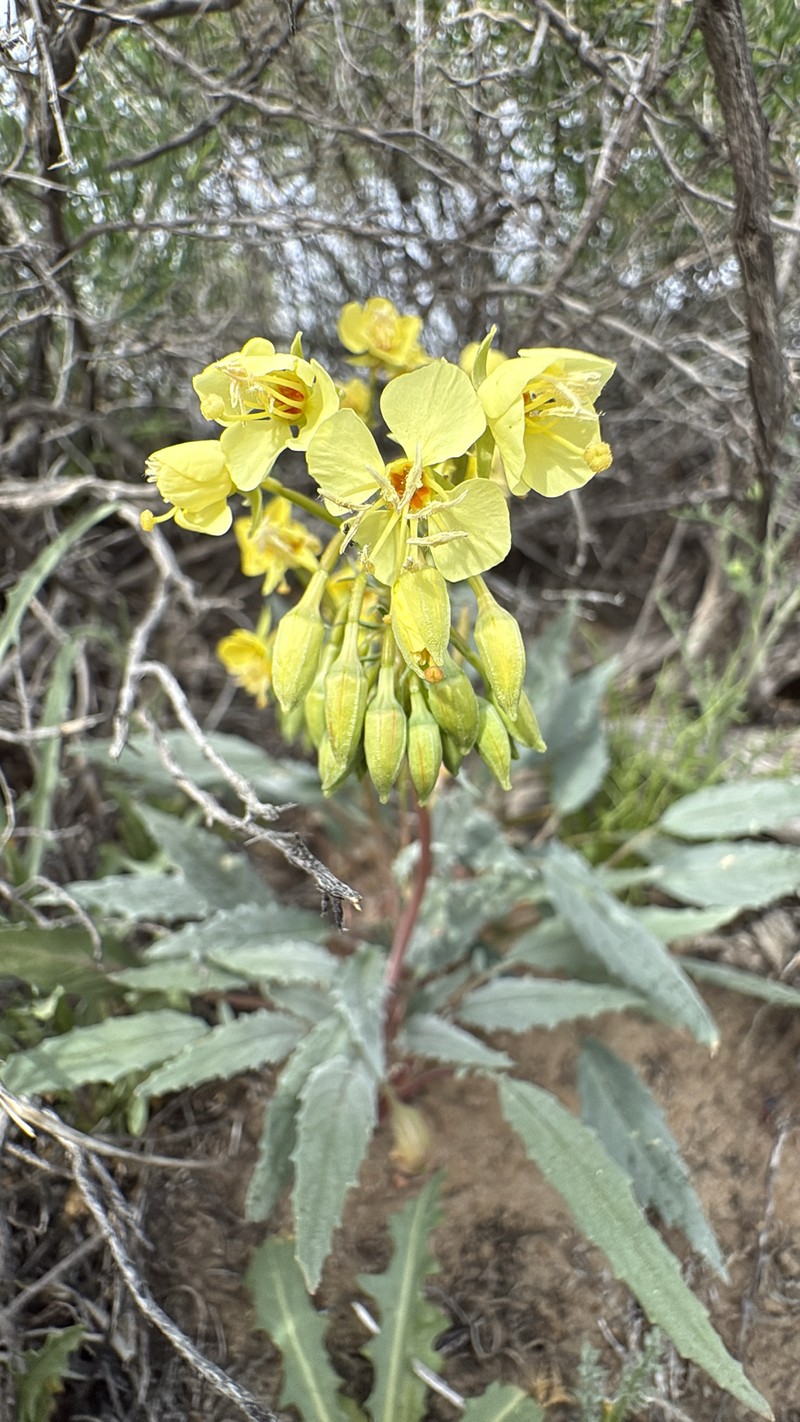Chylismia claviformis subsp. lancifolia photo 4