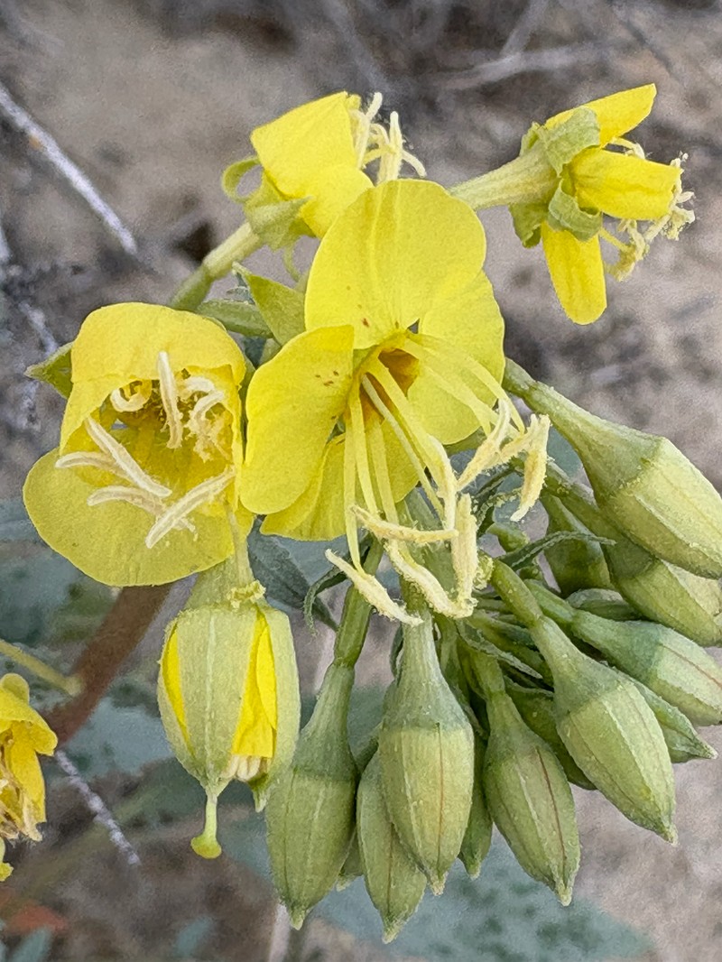 Chylismia claviformis subsp. lancifolia photo 5