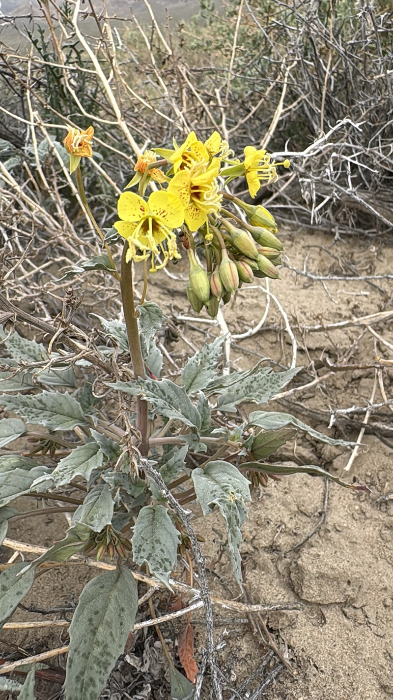 Chylismia claviformis subsp. lancifolia photo 6
