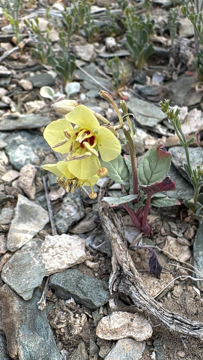 Chylismia claviformis subsp. lancifolia photo 7