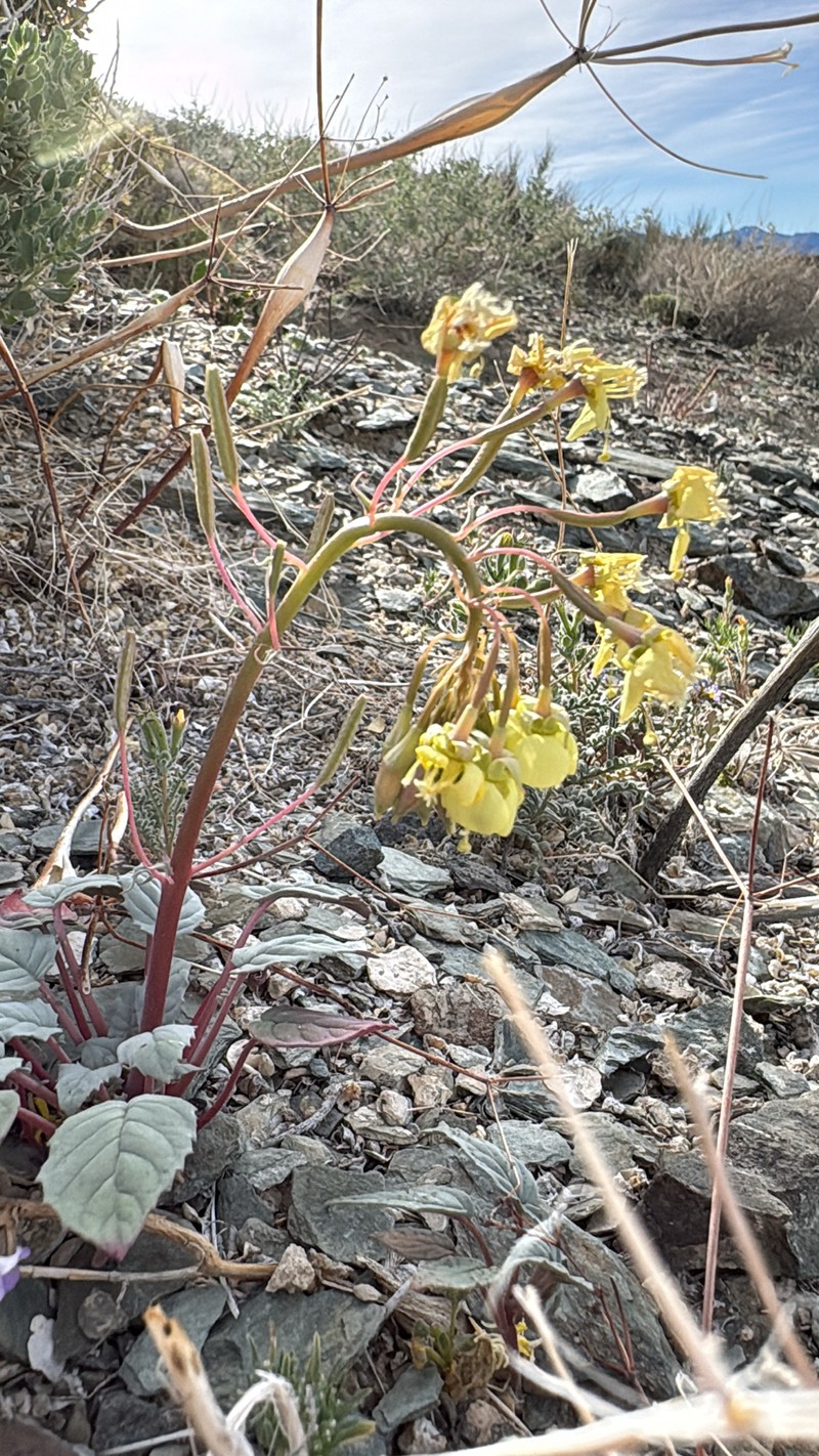 Chylismia claviformis subsp. lancifolia photo 8