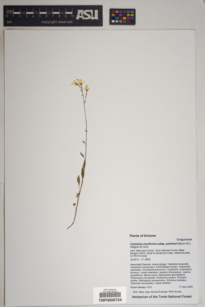 Chylismia claviformis subsp. peeblesii
