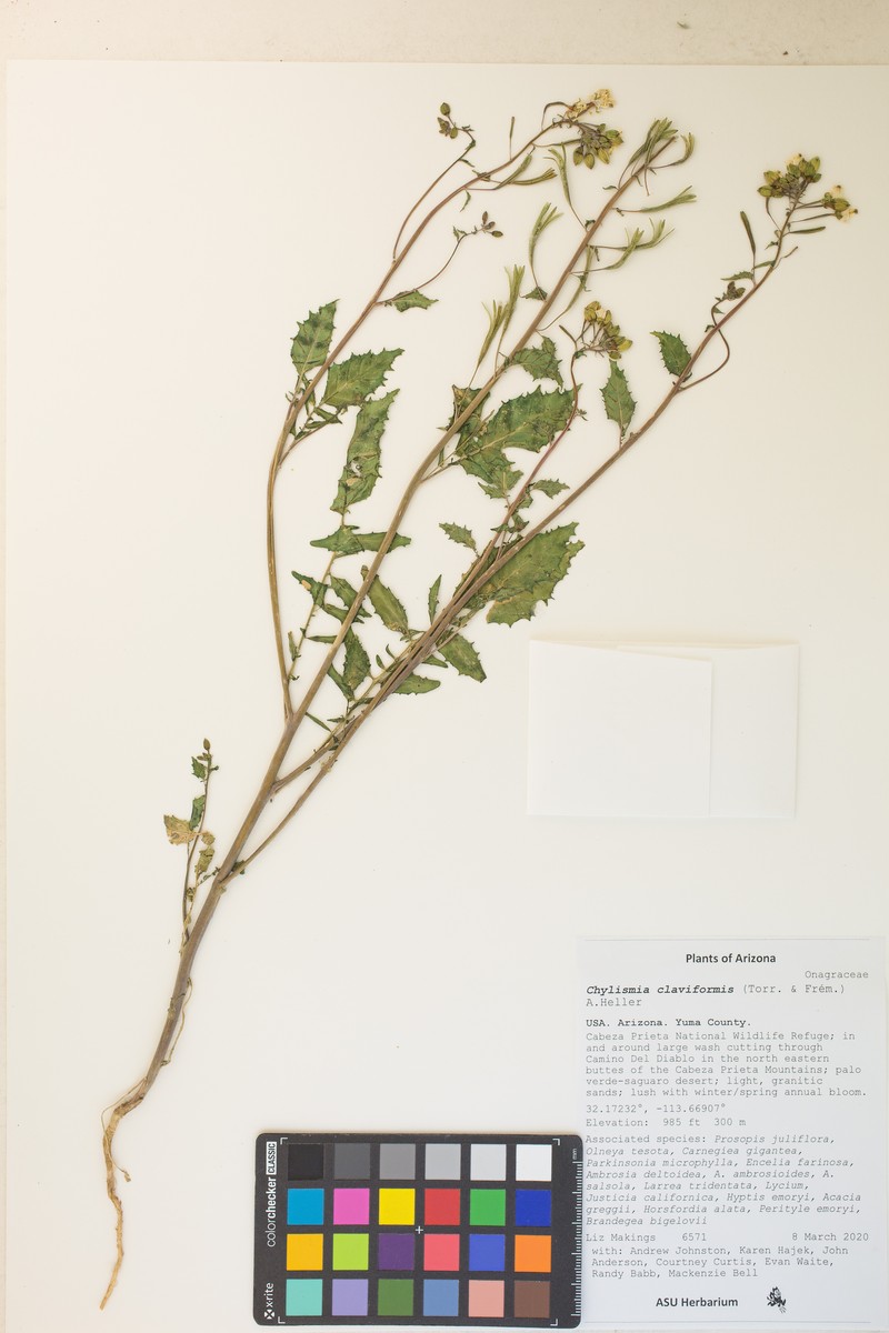 Chylismia claviformis subsp. peeblesii photo 2