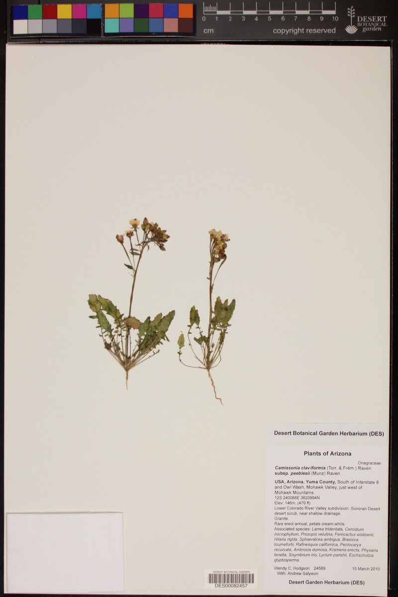Chylismia claviformis subsp. peeblesii photo 3