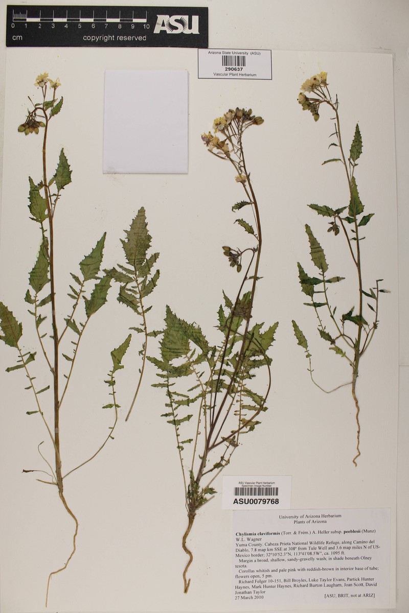 Chylismia claviformis subsp. peeblesii photo 4