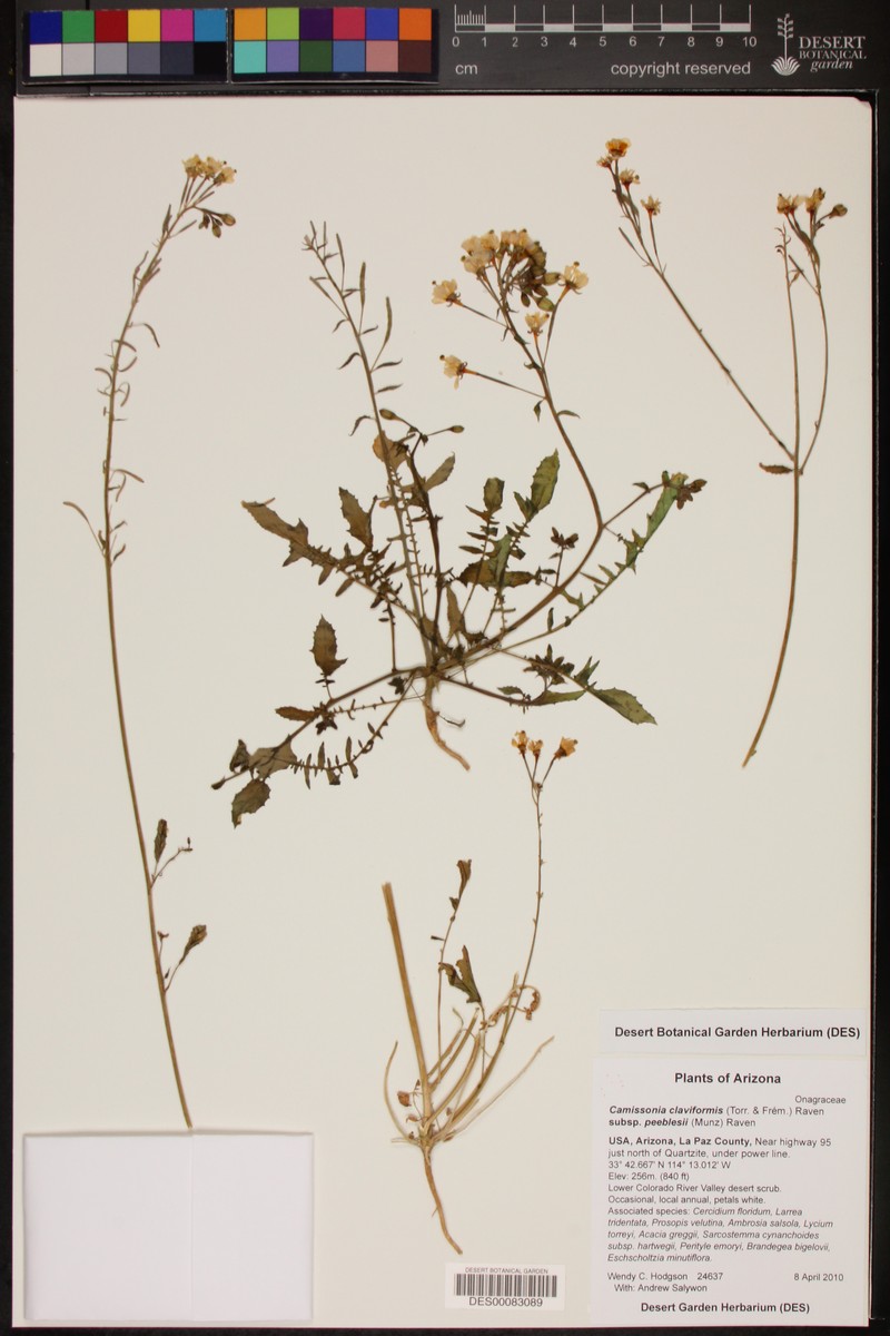 Chylismia claviformis subsp. peeblesii photo 5