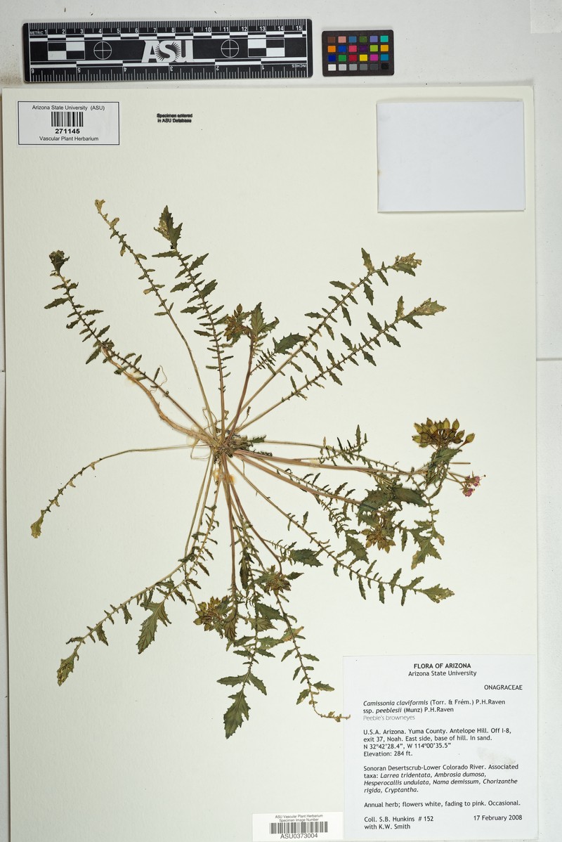 Chylismia claviformis subsp. peeblesii photo 6
