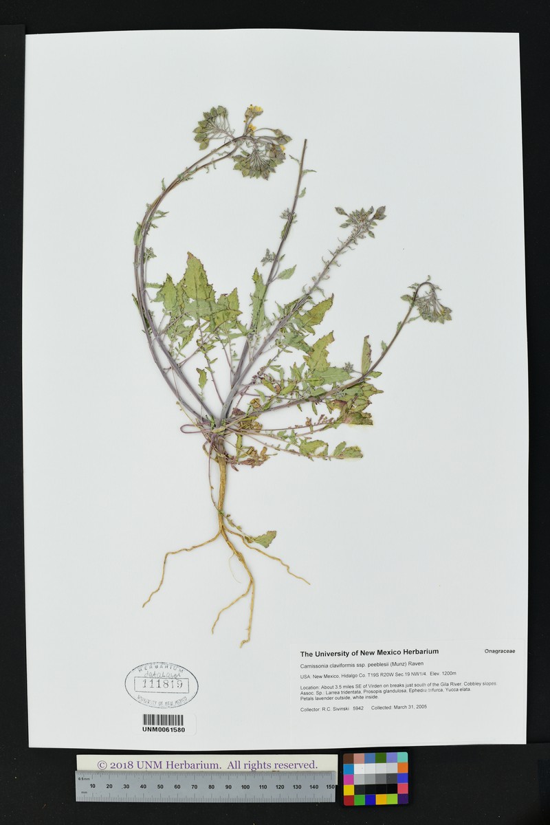 Chylismia claviformis subsp. peeblesii photo 7