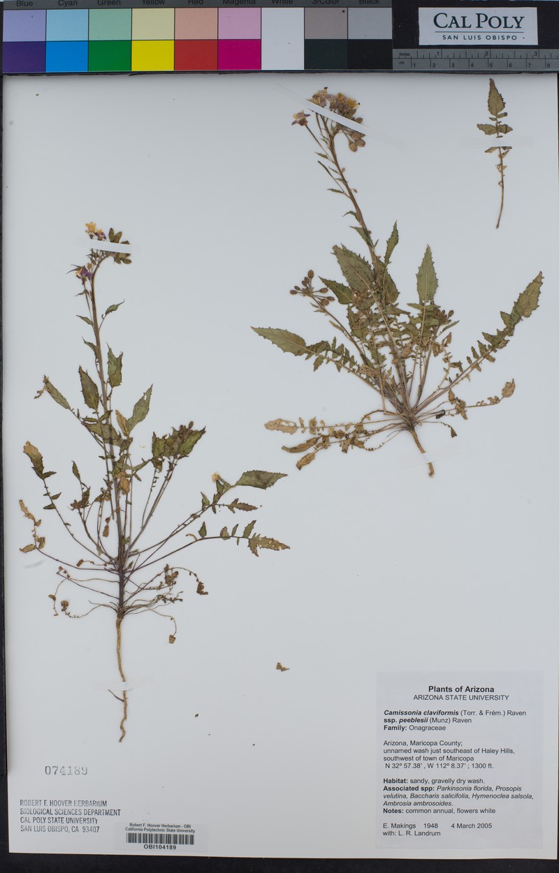 Chylismia claviformis subsp. peeblesii photo 8