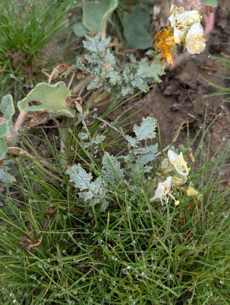 Chylismia claviformis subsp. peirsonii