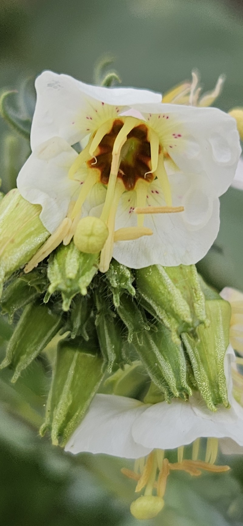 Chylismia claviformis subsp. peirsonii photo 2