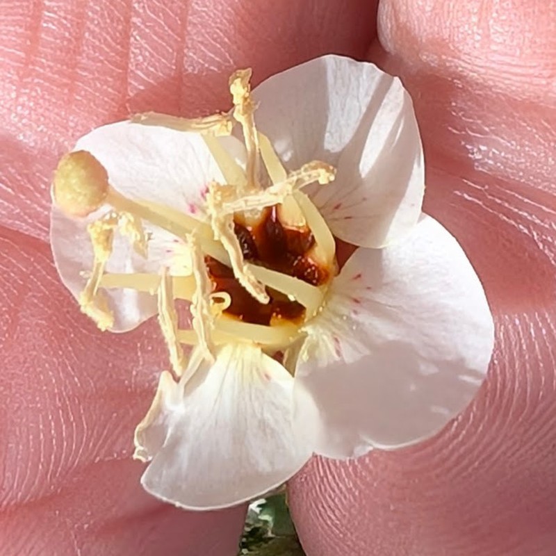 Chylismia claviformis subsp. peirsonii photo 3