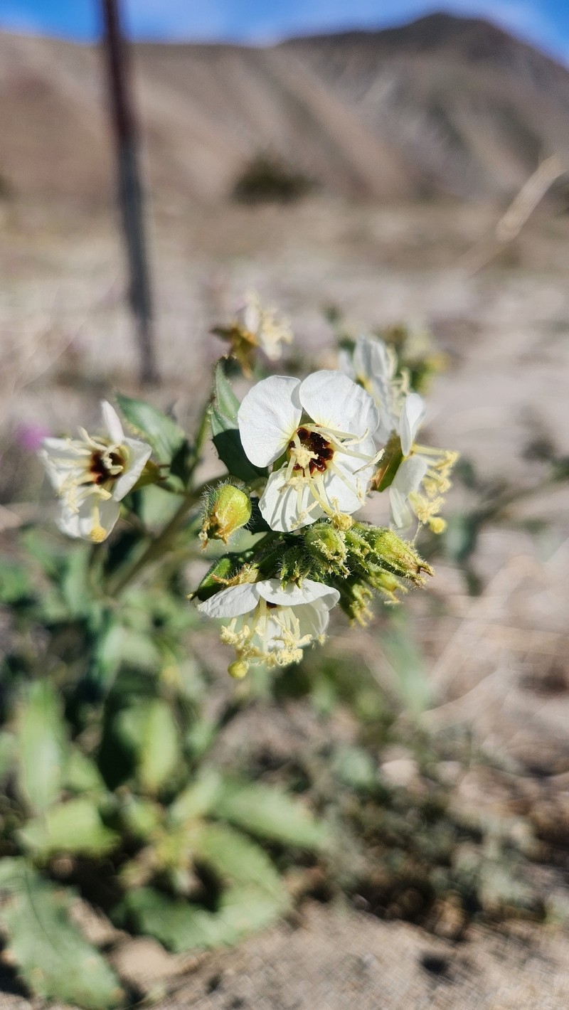 Chylismia claviformis subsp. peirsonii photo 4