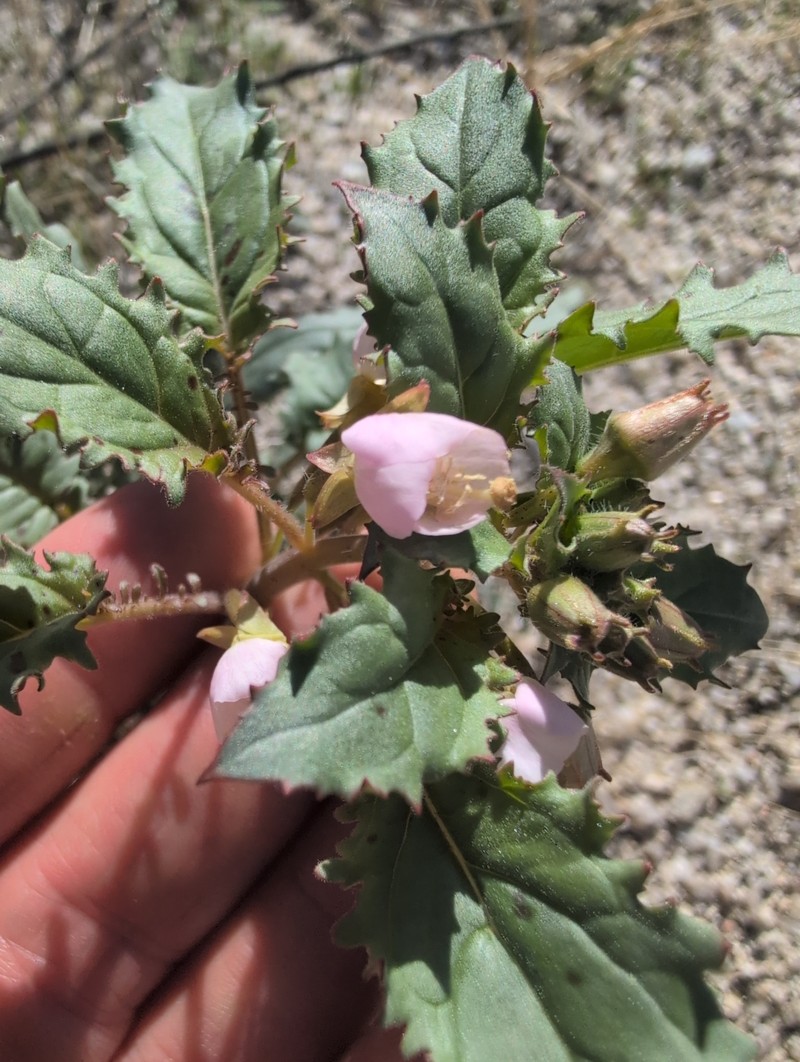 Chylismia claviformis subsp. peirsonii photo 5