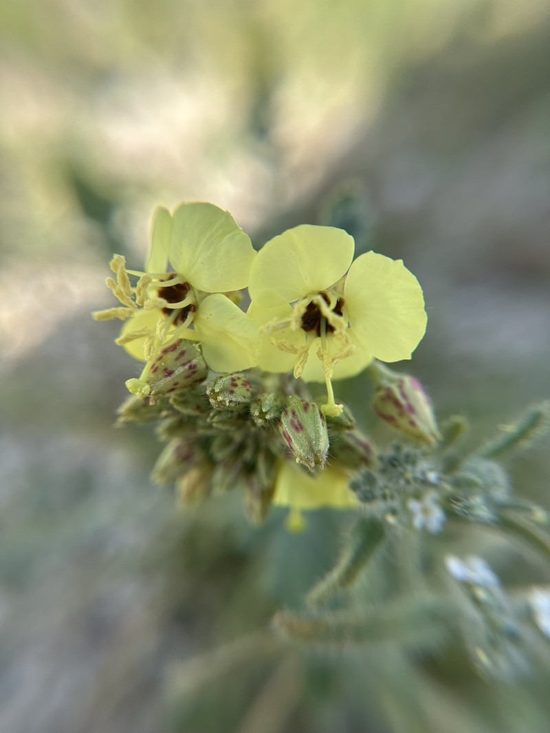 Chylismia claviformis subsp. peirsonii photo 6