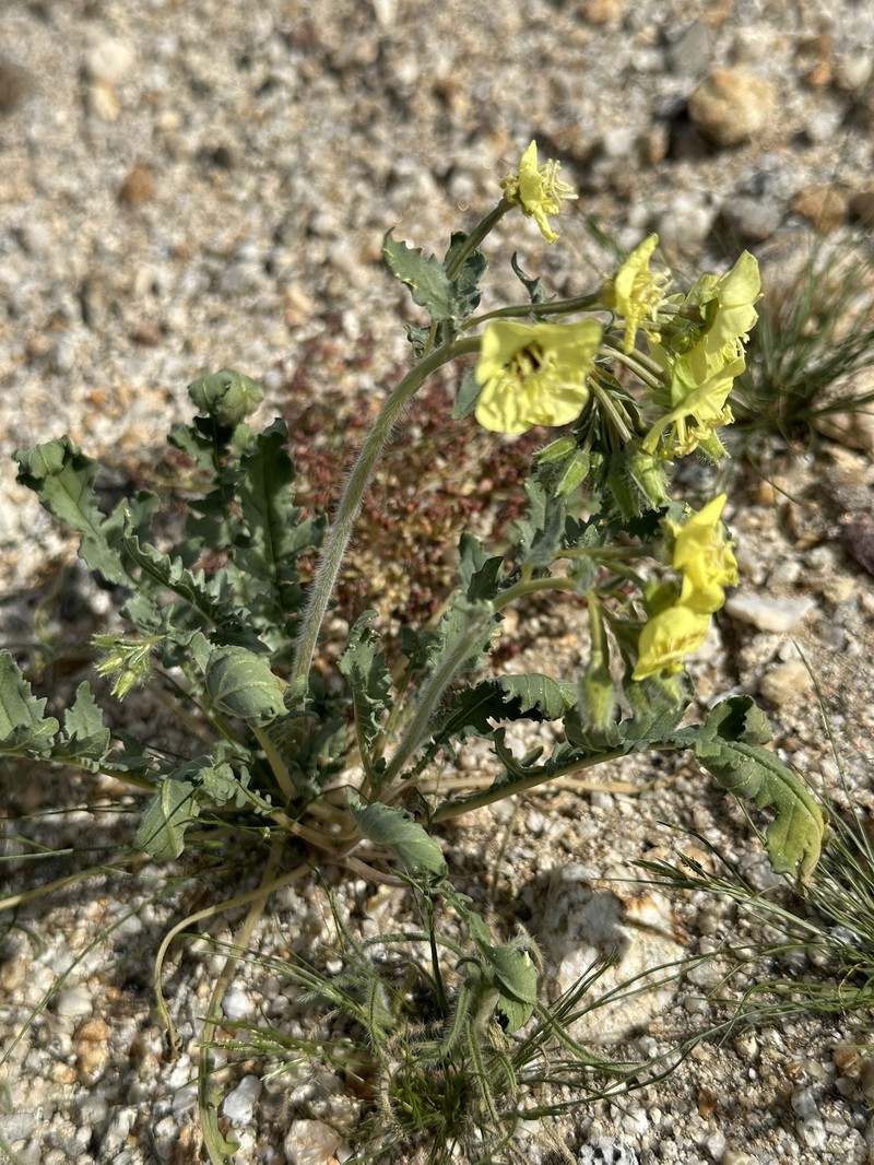 Chylismia claviformis subsp. peirsonii photo 7