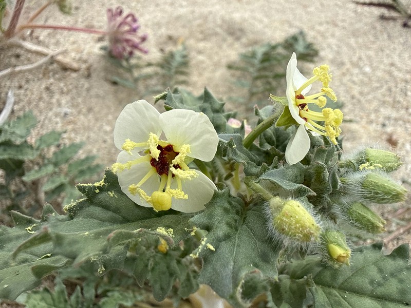 Chylismia claviformis subsp. peirsonii photo 8
