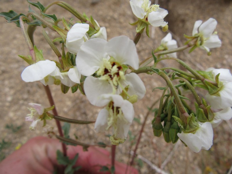 Chylismia claviformis subsp. rubescens