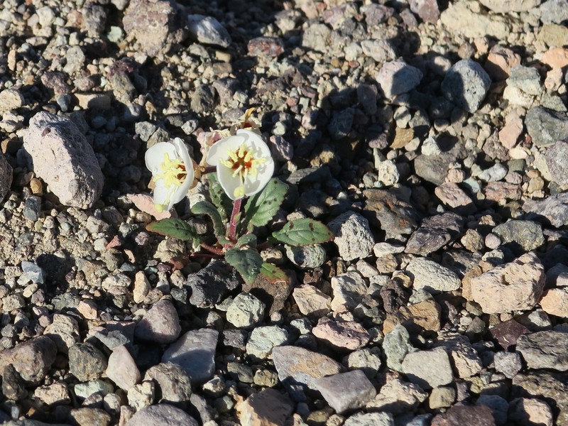 Chylismia claviformis subsp. rubescens photo 2