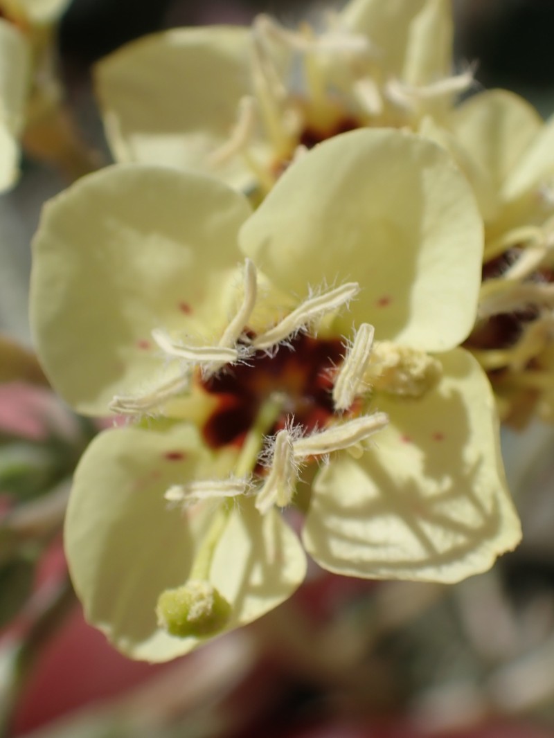 Chylismia claviformis subsp. yumae