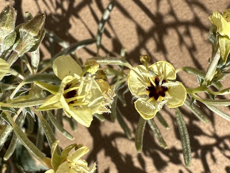 Chylismia claviformis subsp. yumae photo 2