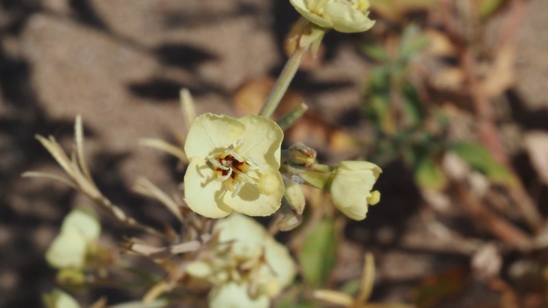 Chylismia claviformis subsp. yumae photo 3