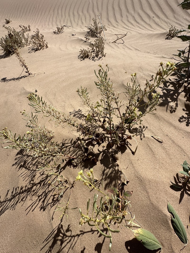 Chylismia claviformis subsp. yumae photo 4