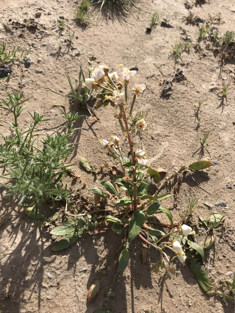 Chylismia claviformis subsp. yumae photo 6