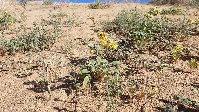 Chylismia claviformis subsp. yumae photo 7