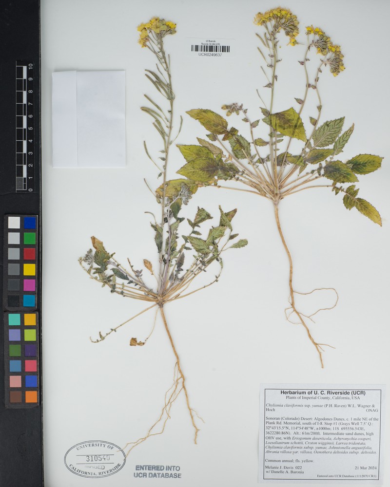 Chylismia claviformis subsp. yumae photo 8