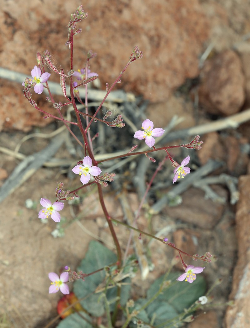 Shockley's Evening Primrose