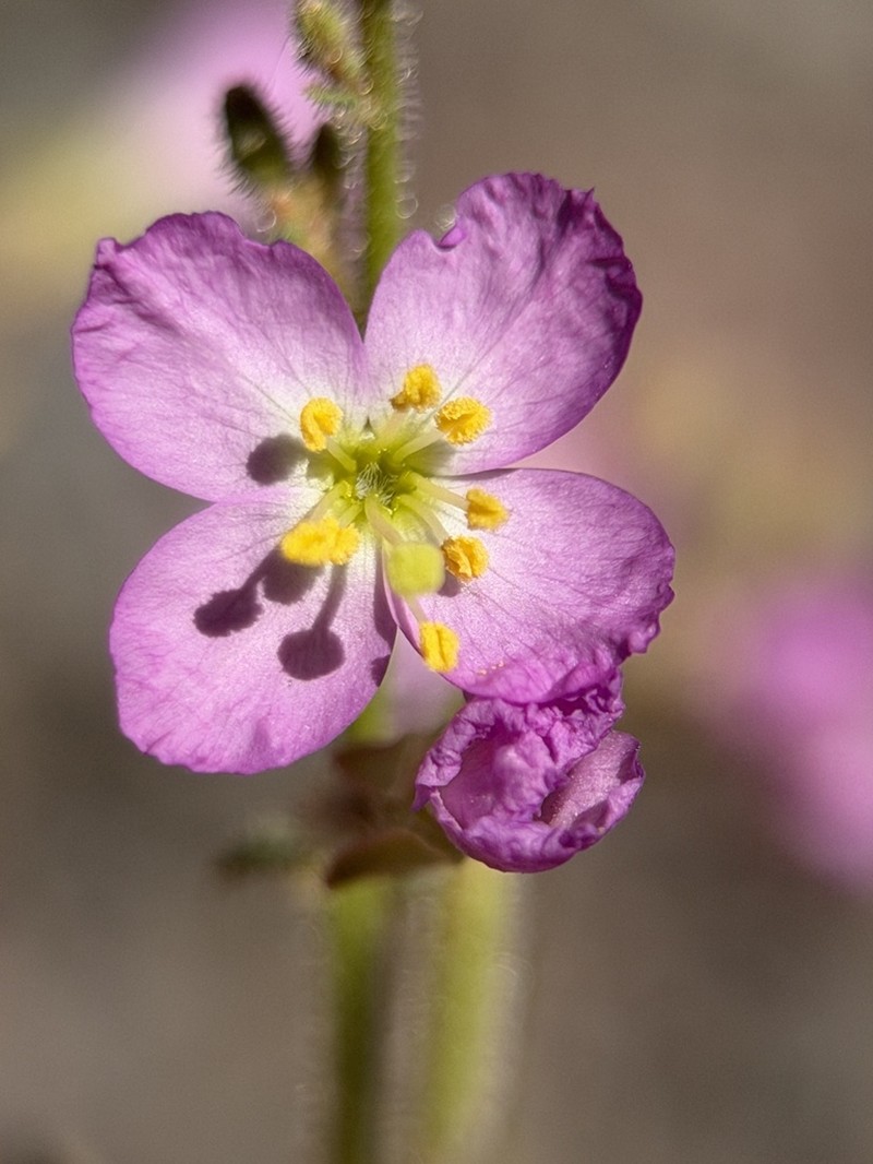 Shockley's Evening Primrose photo 2