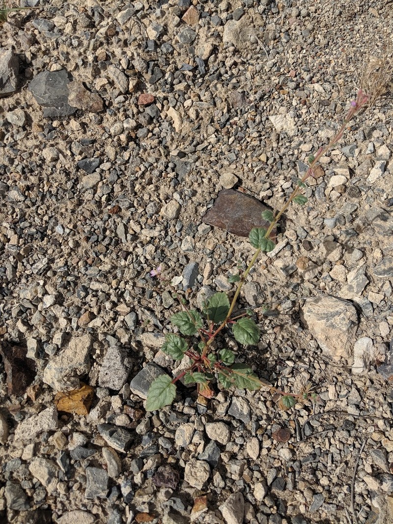 Shockley's Evening Primrose photo 4