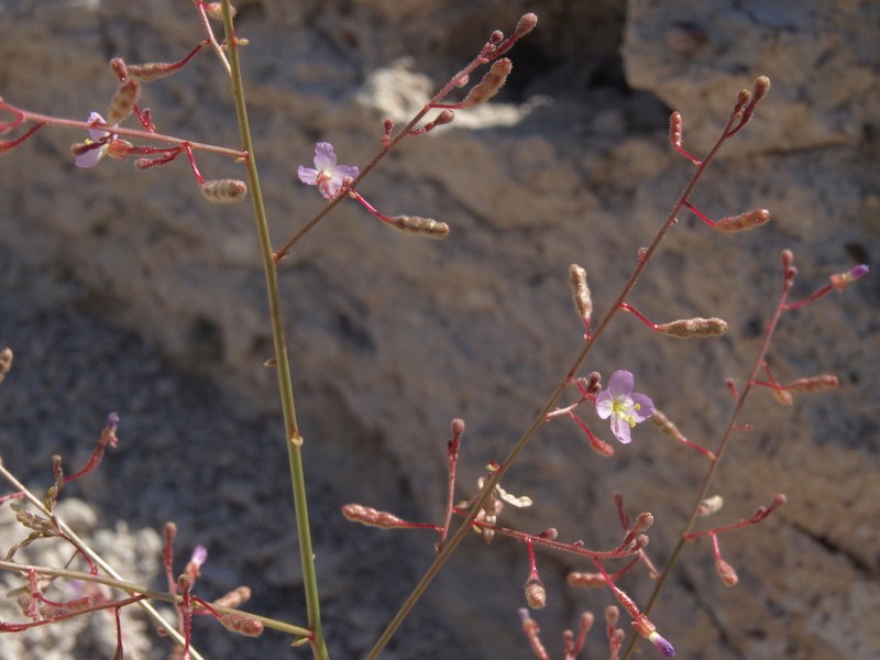 Shockley's Evening Primrose photo 5